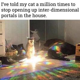 cat dimensions